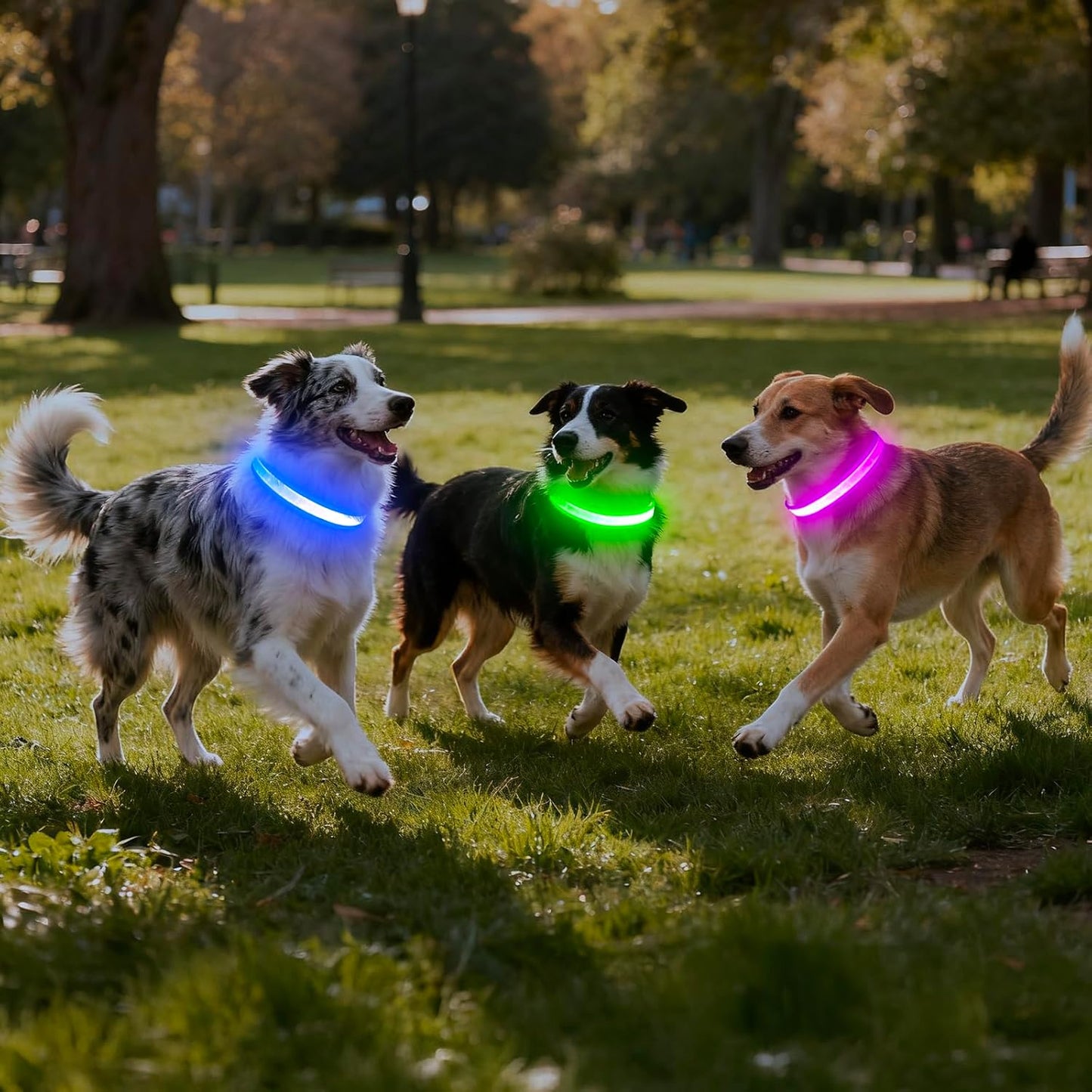 LED Dog Collar, Light up Dog Collar Adjustable USB Rechargeable Super Bright Safety Light Glowing Collars for Dog(Small,Green)