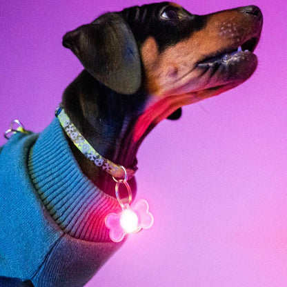 Brightz Pup Brightz 2-Pack Illuminated LED Dog Collar Charms Rainbow Glow Lights for Night Walks Waterproof & Durable with Paw Print & Bone Charms