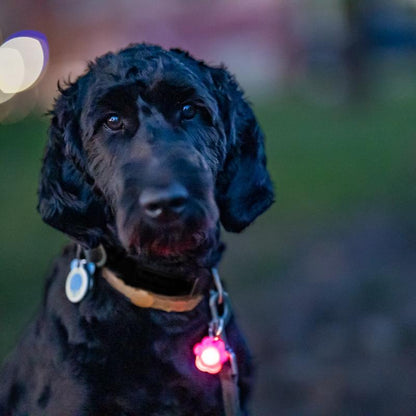 Brightz Pup Brightz 2-Pack Illuminated LED Dog Collar Charms Rainbow Glow Lights for Night Walks Waterproof & Durable with Paw Print & Bone Charms
