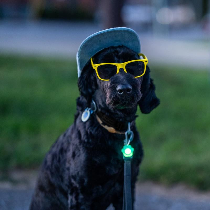 Brightz Pup Brightz 2-Pack Illuminated LED Dog Collar Charms Rainbow Glow Lights for Night Walks Waterproof & Durable with Paw Print & Bone Charms