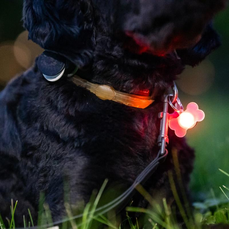 Brightz Pup Brightz 2-Pack Illuminated LED Dog Collar Charms Rainbow Glow Lights for Night Walks Waterproof & Durable with Paw Print & Bone Charms